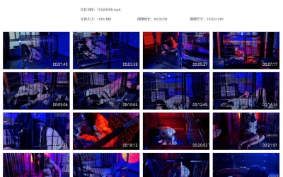 一绳所爱_锁在笼子里饱受煎熬的女孩